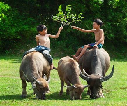 Con trâu trong đời sống văn hóa của người Việt